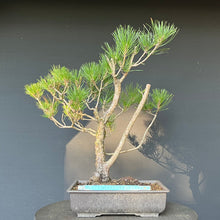 Lade das Bild in den Galerie-Viewer, Bonsai Japanische Schwarzkiefer / Pinus thunbergii
