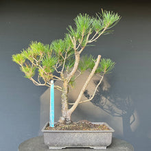 Lade das Bild in den Galerie-Viewer, Bonsai Japanische Schwarzkiefer / Pinus thunbergii
