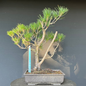 Bonsai Japanische Schwarzkiefer / Pinus thunbergii