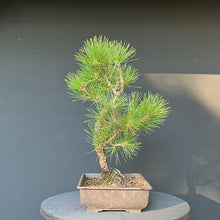 Lade das Bild in den Galerie-Viewer, Bonsai Japanische Schwarzkiefer / Pinus thunbergii
