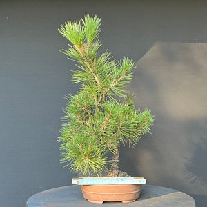 Bonsai Japanische Schwarzkiefer / Pinus thunbergii