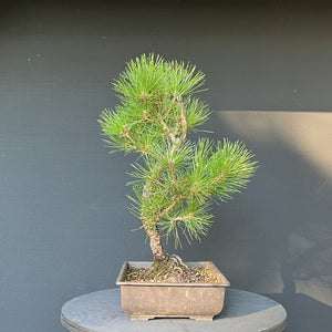 Bonsai Japanische Schwarzkiefer / Pinus thunbergii