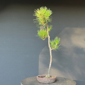 Bonsai Japanische Schwarzkiefer / Pinus thunbergii