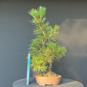 Bonsai Japanische Schwarzkiefer / Pinus thunbergii