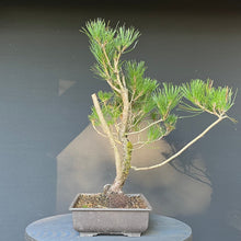 Lade das Bild in den Galerie-Viewer, Bonsai Japanische Schwarzkiefer / Pinus thunbergii
