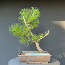 Lade das Bild in den Galerie-Viewer, Bonsai Japanische Schwarzkiefer / Pinus thunbergii
