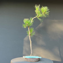 Lade das Bild in den Galerie-Viewer, Bonsai Japanische Schwarzkiefer / Pinus thunbergii
