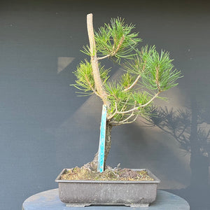 Bonsai Japanische Schwarzkiefer / Pinus thunbergii