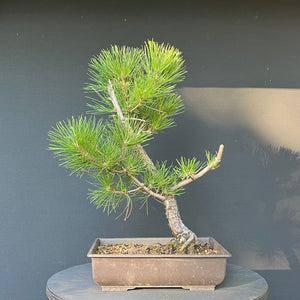 Bonsai Japanische Schwarzkiefer / Pinus thunbergii