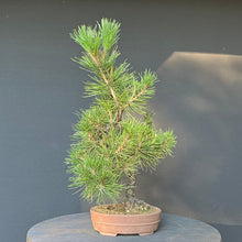 Lade das Bild in den Galerie-Viewer, Bonsai Japanische Schwarzkiefer / Pinus thunbergii
