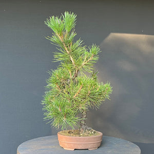 Bonsai Japanische Schwarzkiefer / Pinus thunbergii