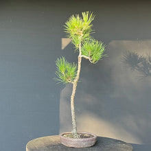 Lade das Bild in den Galerie-Viewer, Bonsai Japanische Schwarzkiefer / Pinus thunbergii
