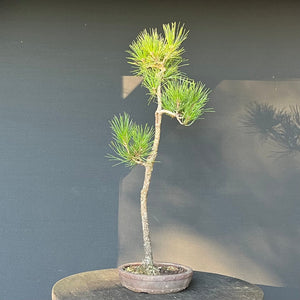 Bonsai Japanische Schwarzkiefer / Pinus thunbergii