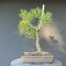 Lade das Bild in den Galerie-Viewer, Bonsai Japanische Schwarzkiefer / Pinus thunbergii
