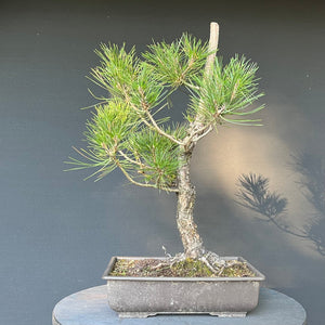 Bonsai Japanische Schwarzkiefer / Pinus thunbergii