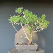 Lade das Bild in den Galerie-Viewer, Bonsai Japanische Schwarzkiefer / Pinus thunbergii
