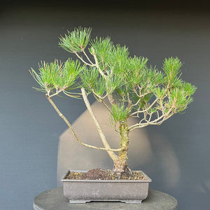 Bonsai Japanische Schwarzkiefer / Pinus thunbergii