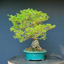 Lade das Bild in den Galerie-Viewer, Japanische Zierquitte / Chaenomeles japonica
