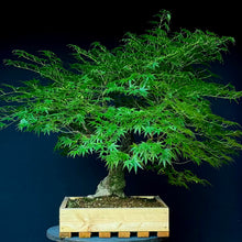 Lade das Bild in den Galerie-Viewer, Japanischer Fächerahorn / Acer palmatum „arakawa“
