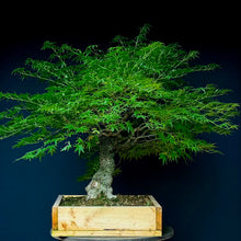 Lade das Bild in den Galerie-Viewer, Japanischer Fächerahorn / Acer palmatum „arakawa“
