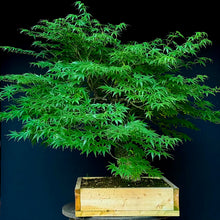 Lade das Bild in den Galerie-Viewer, Japanischer Fächerahorn / Acer palmatum „arakawa“
