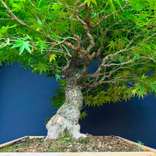 Lade das Bild in den Galerie-Viewer, Japanischer Fächerahorn / Acer palmatum „arakawa“
