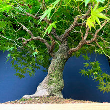 Lade das Bild in den Galerie-Viewer, Japanischer Fächerahorn / Acer palmatum „arakawa“
