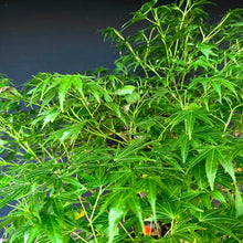 Lade das Bild in den Galerie-Viewer, Japanischer Fächerahorn / Acer palmatum „arakawa“
