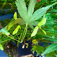 Lade das Bild in den Galerie-Viewer, Japanischer Fächerahorn / Acer palmatum „arakawa“
