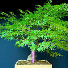 Lade das Bild in den Galerie-Viewer, Japanischer Fächerahorn / Acer palmatum „arakawa“
