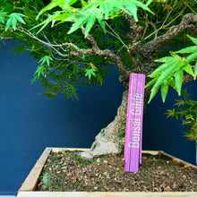 Lade das Bild in den Galerie-Viewer, Japanischer Fächerahorn / Acer palmatum „arakawa“
