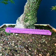 Lade das Bild in den Galerie-Viewer, Japanischer Fächerahorn / Acer palmatum „arakawa“
