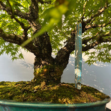 Lade das Bild in den Galerie-Viewer, Bonsai Japanischer Fächerahorn / Acer palmatum „arakawa“
