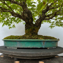 Lade das Bild in den Galerie-Viewer, Bonsai Japanischer Fächerahorn / Acer palmatum „arakawa“
