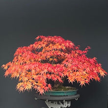 Lade das Bild in den Galerie-Viewer, Bonsai Japanischer Fächerahorn / Acer palmatum „arakawa“
