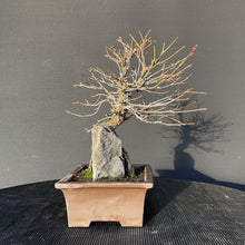 Lade das Bild in den Galerie-Viewer, Bonsai Japanischer Fächerahorn / Acer palmatum „arakawa“-Bonsai-Bonsai Gilde
