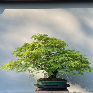 Bonsai Japanischer Fächerahorn / Acer palmatum „arakawa“