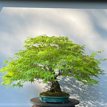 Lade das Bild in den Galerie-Viewer, Bonsai Japanischer Fächerahorn / Acer palmatum „arakawa“
