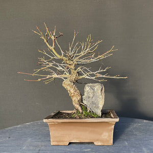 Bonsai Japanischer Fächerahorn / Acer palmatum „arakawa“-Bonsai-Bonsai Gilde