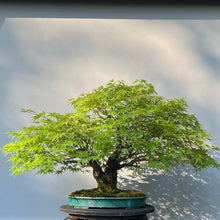 Lade das Bild in den Galerie-Viewer, Bonsai Japanischer Fächerahorn / Acer palmatum „arakawa“
