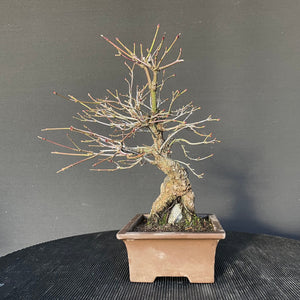 Bonsai Japanischer Fächerahorn / Acer palmatum „arakawa“-Bonsai-Bonsai Gilde