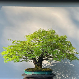 Bonsai Japanischer Fächerahorn / Acer palmatum „arakawa“