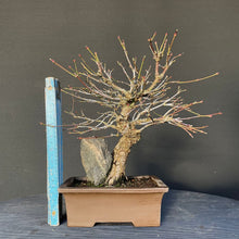 Lade das Bild in den Galerie-Viewer, Bonsai Japanischer Fächerahorn / Acer palmatum „arakawa“-Bonsai-Bonsai Gilde
