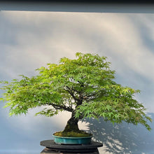 Lade das Bild in den Galerie-Viewer, Bonsai Japanischer Fächerahorn / Acer palmatum „arakawa“
