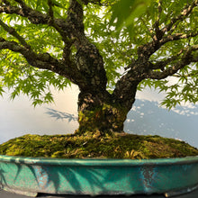 Lade das Bild in den Galerie-Viewer, Bonsai Japanischer Fächerahorn / Acer palmatum „arakawa“
