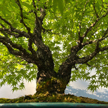 Lade das Bild in den Galerie-Viewer, Bonsai Japanischer Fächerahorn / Acer palmatum „arakawa“
