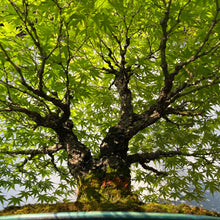 Lade das Bild in den Galerie-Viewer, Bonsai Japanischer Fächerahorn / Acer palmatum „arakawa“
