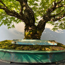 Lade das Bild in den Galerie-Viewer, Bonsai Japanischer Fächerahorn / Acer palmatum „arakawa“
