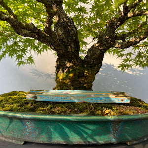 Bonsai Japanischer Fächerahorn / Acer palmatum „arakawa“