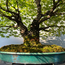 Lade das Bild in den Galerie-Viewer, Bonsai Japanischer Fächerahorn / Acer palmatum „arakawa“
